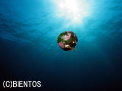 IIojA