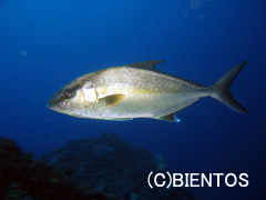 13-2.jpg(12105 byte)