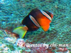 13-1.jpg(9553 byte)